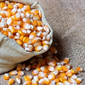 Maize